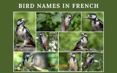 100+ Bird Names In French With English Translation [UPDATED]